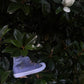 MM-001 HIGH TOP | BLUE GOLD