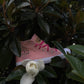 MM-001 HIGH TOP | PRETTY IN PINK